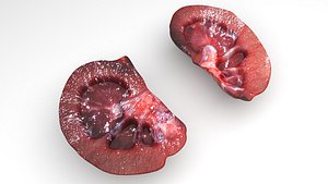3D Kidney Section model