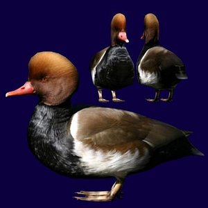 red headed pochard 3d model