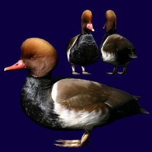 Red-headed-Pochard