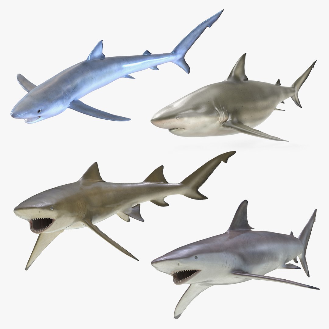 Rigged Sharks Collection 2 3D model preview