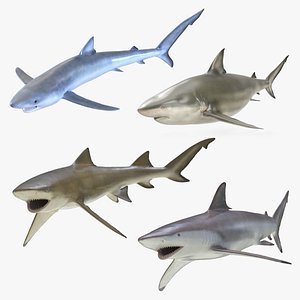 Rigged Sharks Collection 2