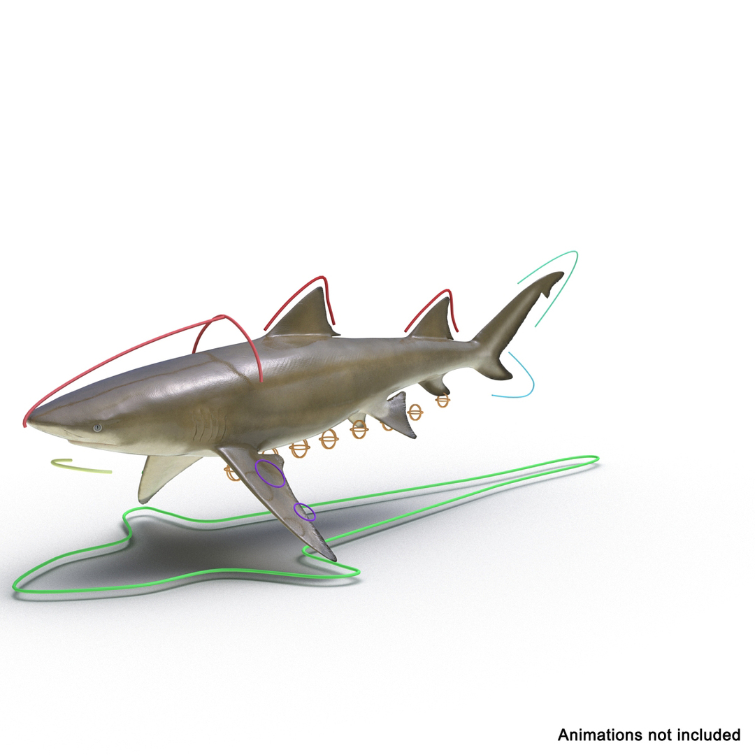 Rigged sharks 2 3D - TurboSquid 1428172