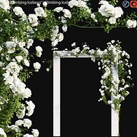 Rosa Climbing Iceberg - Rose 01