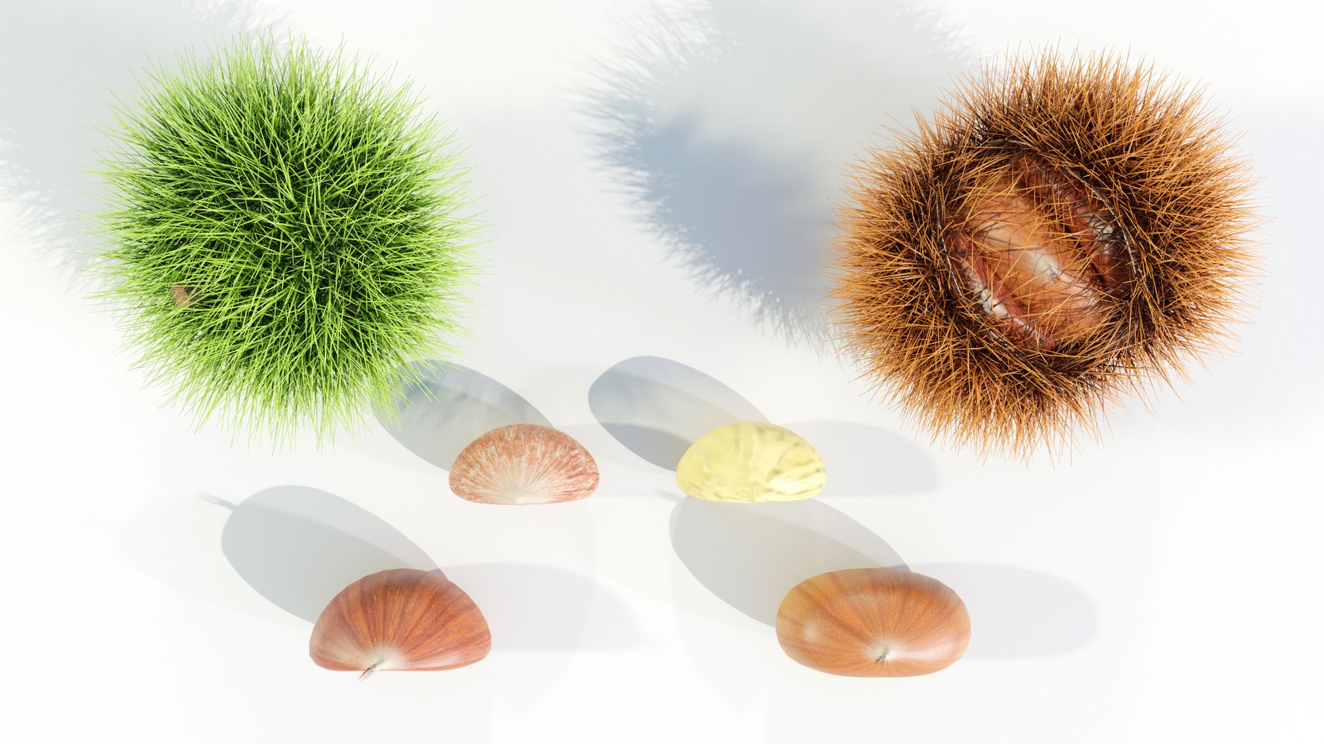 Chestnuts Procedural PBR 3D model https://p.turbosquid.com/ts-thumb/mM/OwJ6ZK/BD/z0009/jpg/1696232732/1920x1080/fit_q87/479eef7a612b0cd35351a402a8949e72223644af/z0009.jpg