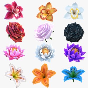 3D 3D Flowers Collection &ndash; Orchids, Roses, Nymphaea, Lilies