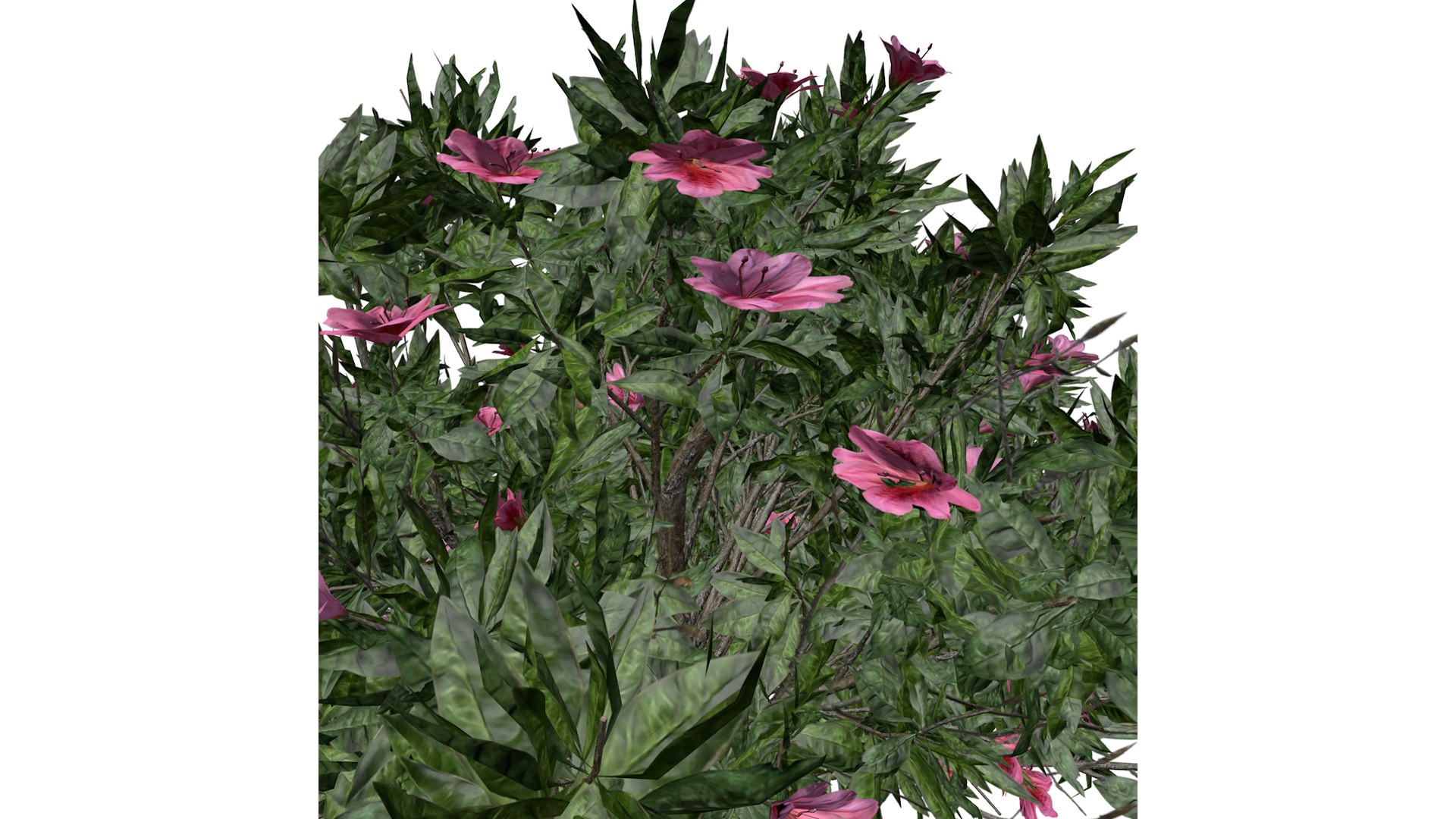 Azalea Shrub With Pink Flowers - 02 - 3D Model - TurboSquid 2372485