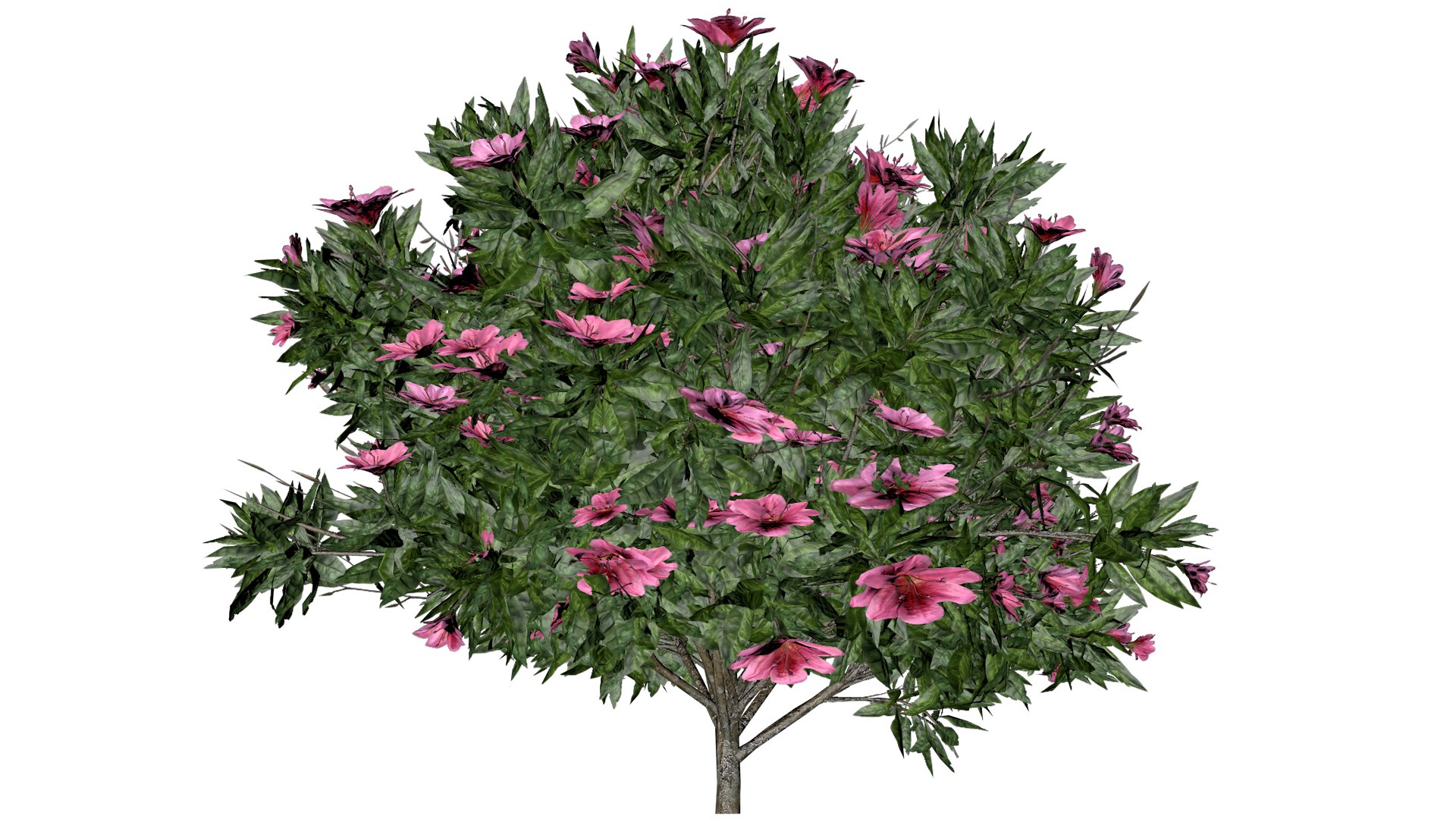 Azalea Shrub With Pink Flowers - 02 - 3D Model - TurboSquid 2372485