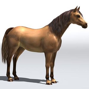 Horse_PF