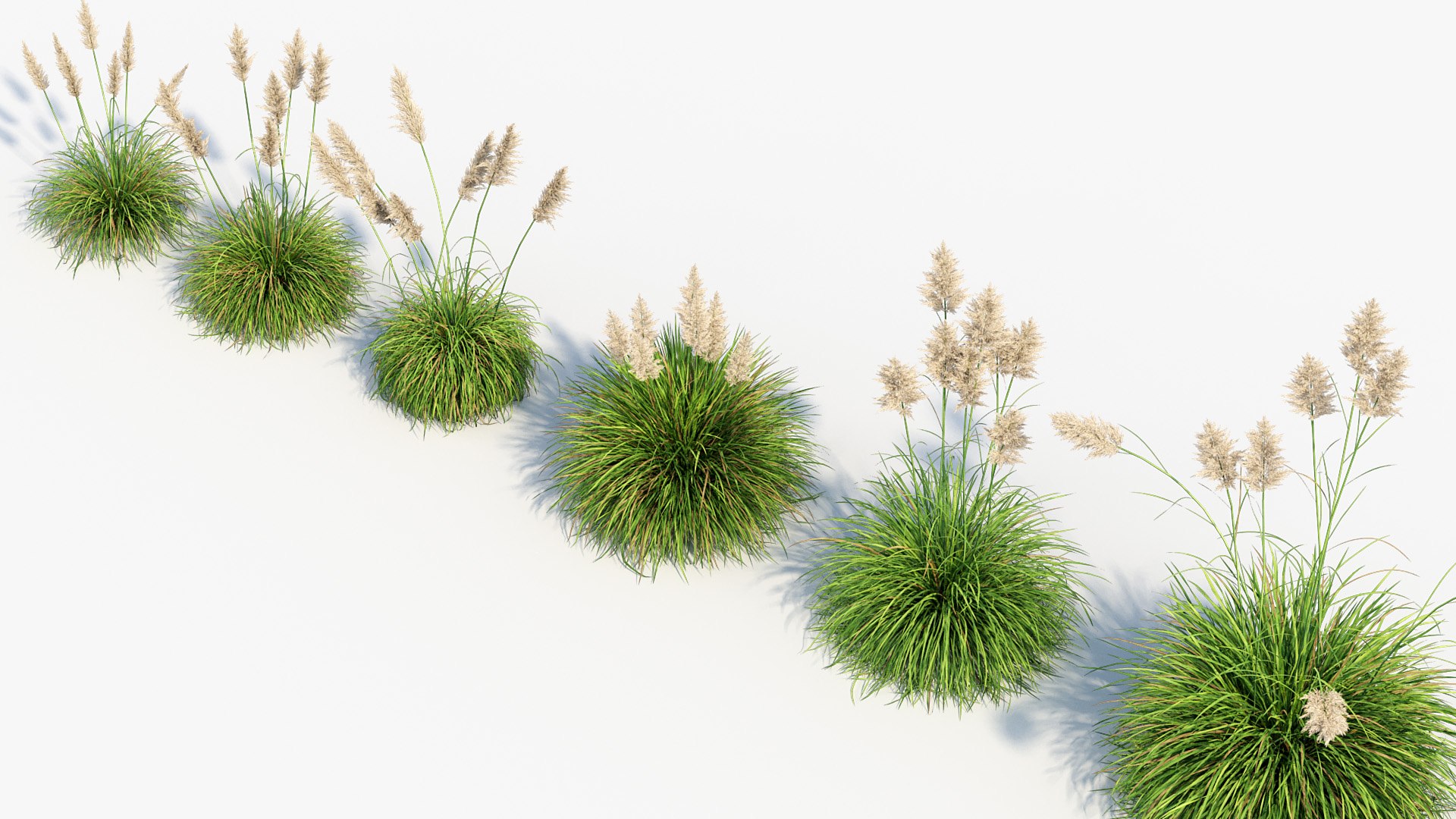 3D Cortaderia selloana Pampas grass 02 https://p.turbosquid.com/ts-thumb/mM/hKloB8/1v/bc_pm_p013_cortaderia_selloana_02_07/jpg/1681464673/1920x1080/fit_q87/631ce21b5dc3f3c2eaa2c8c84f1bbc99e937a216/bc_pm_p013_cortaderia_selloana_02_07.jpg