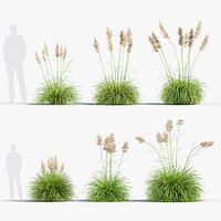 Cortaderia selloana Pampas grass 02