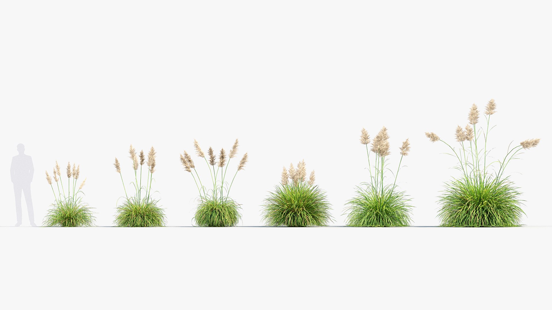 3D Cortaderia selloana Pampas grass 02 https://p.turbosquid.com/ts-thumb/mM/hKloB8/sI/bc_pm_p013_cortaderia_selloana_02_01/jpg/1681464666/1920x1080/fit_q87/f36cbcf57346ee647496ba3739ed5f12281310bf/bc_pm_p013_cortaderia_selloana_02_01.jpg