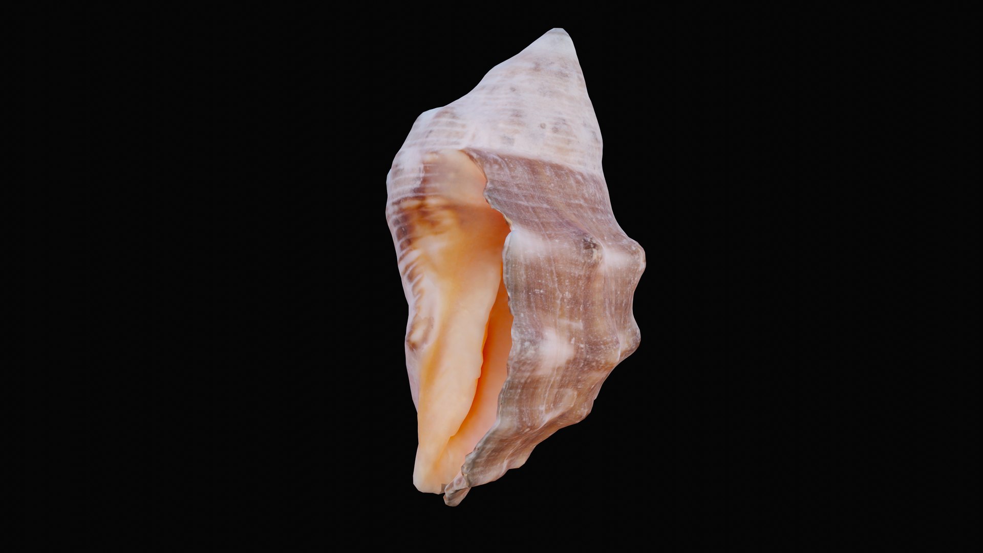 Small rock shell 3D model - TurboSquid 1627579
