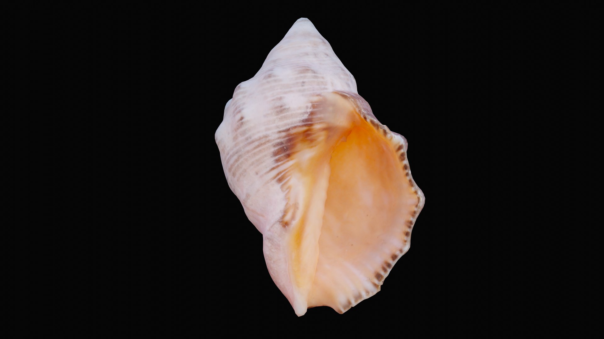 Small rock shell 3D model - TurboSquid 1627579