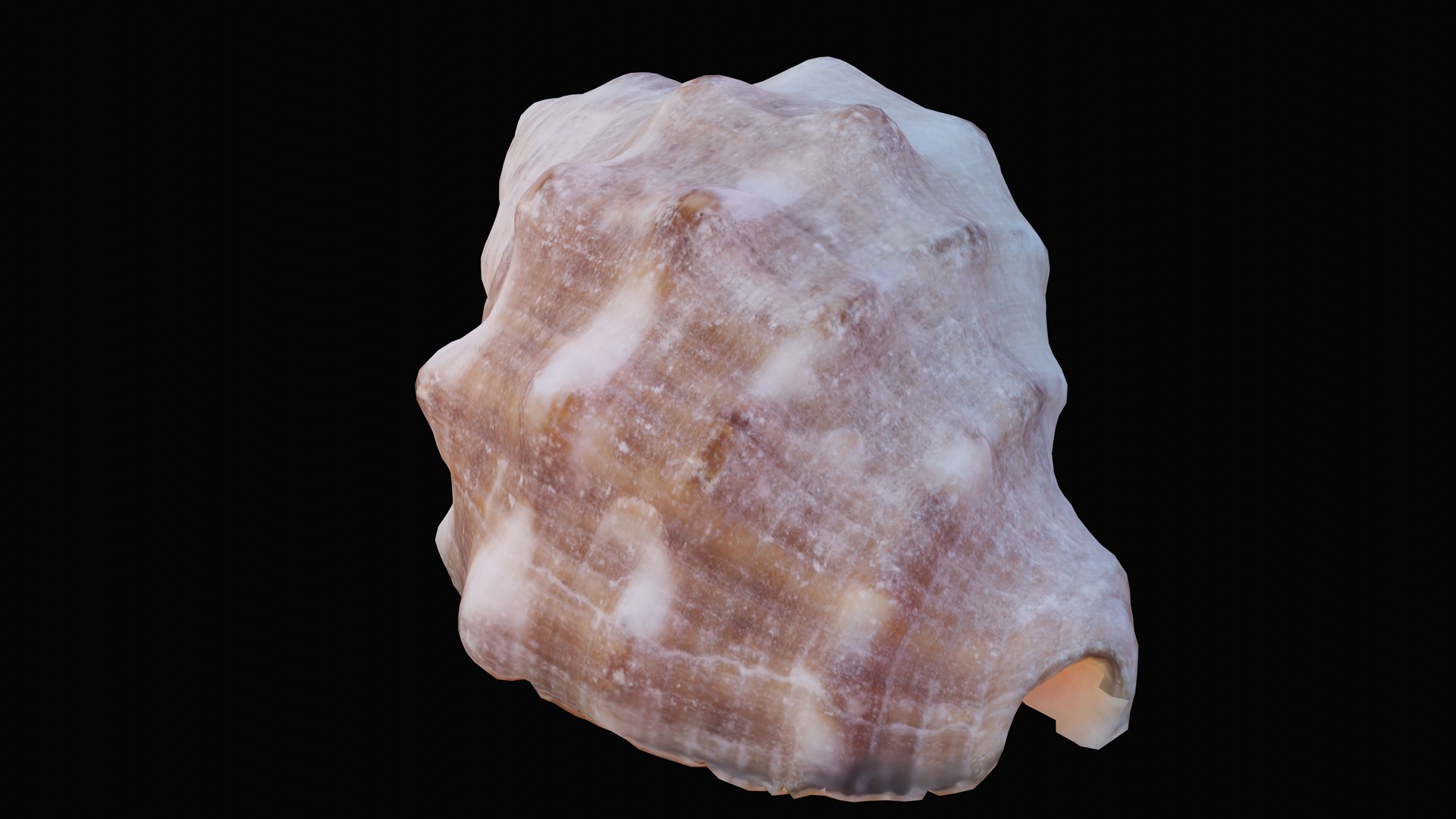 Small rock shell 3D model - TurboSquid 1627579