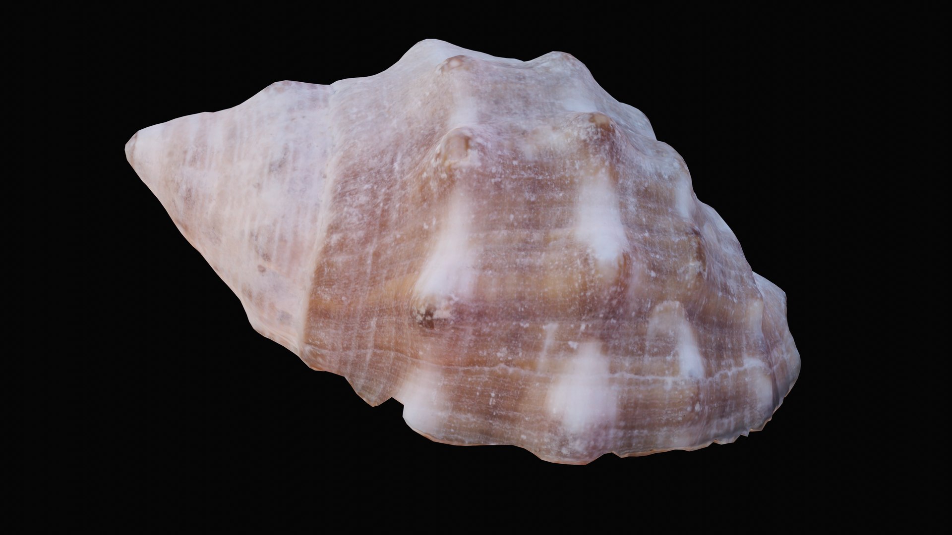 Small rock shell 3D model - TurboSquid 1627579