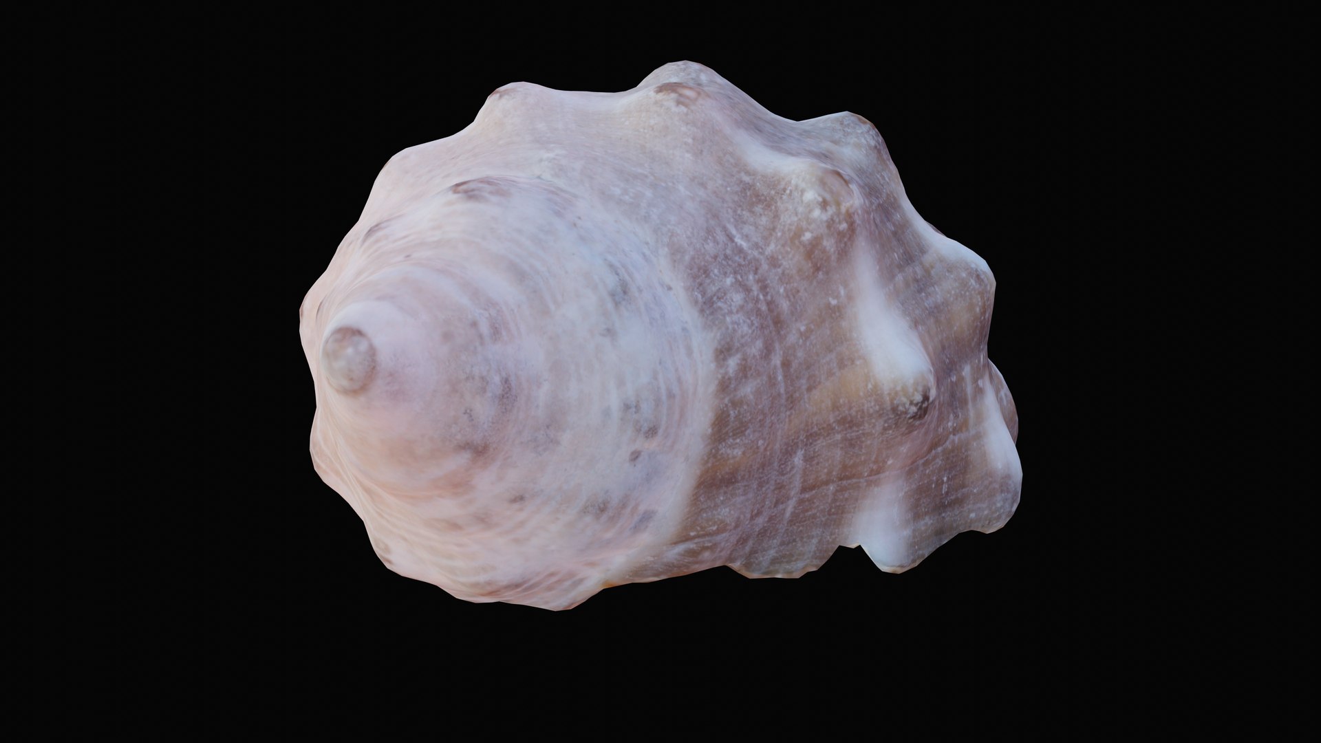 Small rock shell 3D model - TurboSquid 1627579