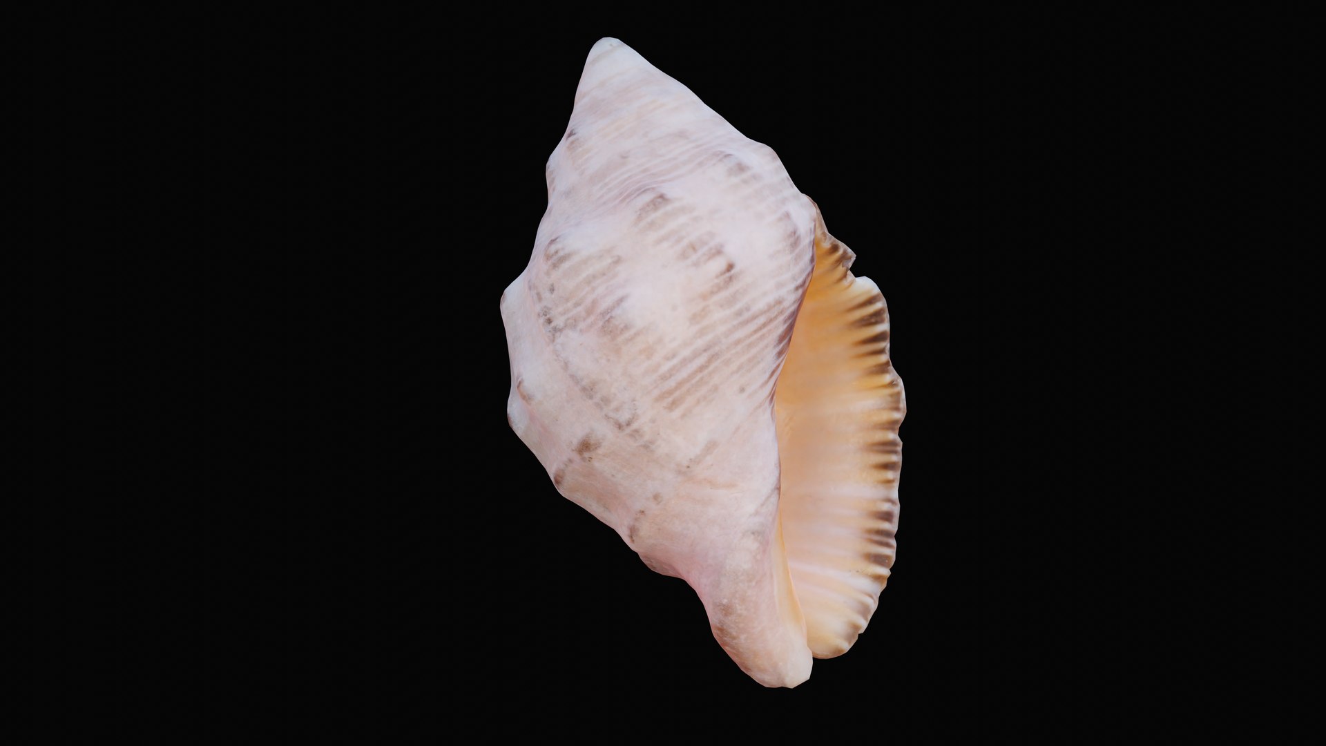 Small rock shell 3D model - TurboSquid 1627579
