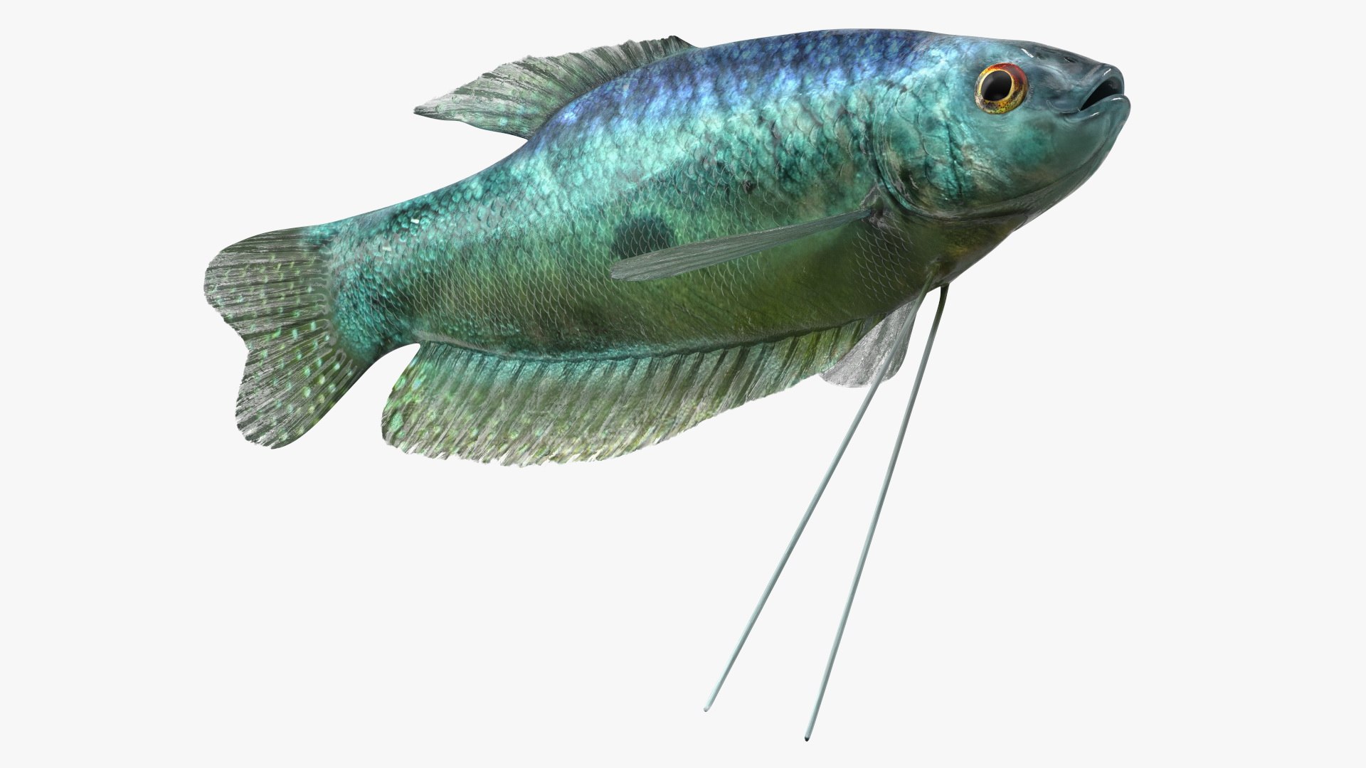 Trichopodus Trichopterus 3D model preview