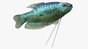 Trichopodus Trichopterus