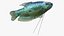 Coleção de Peixes de Aquário 2