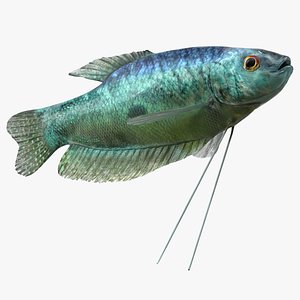 Trichopodus Trichopterus