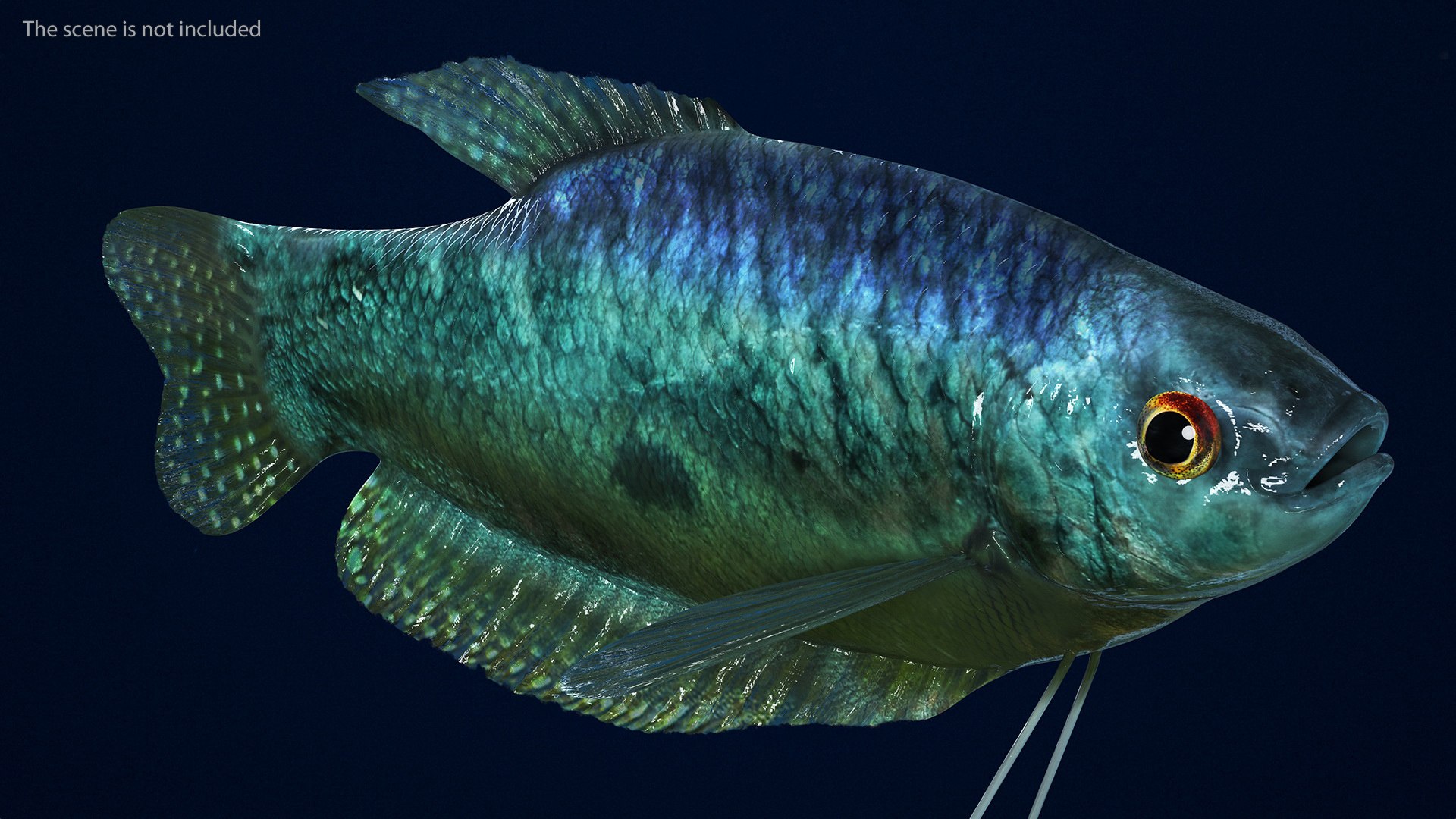 Trichopodus Trichopterus 3D Model - TurboSquid 2205470