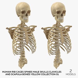 3D Human Rib Cages Spines Male Skulls Clavicles and Scapula Bones Yellow Collection 01 - 2 models
