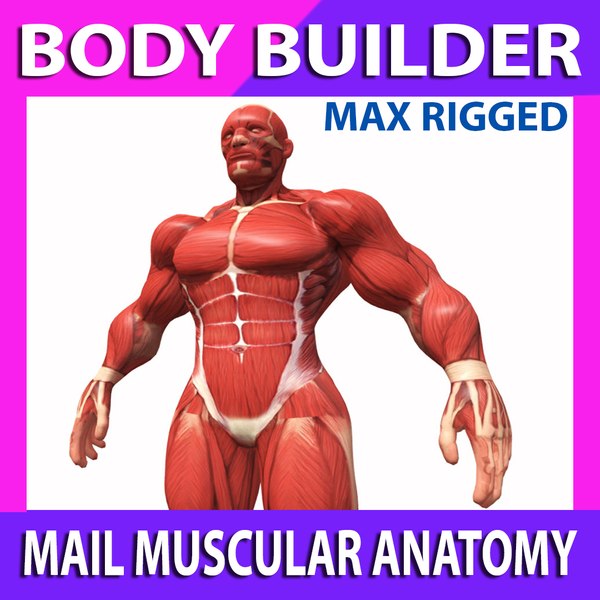 Muscle Anatomy body builder model