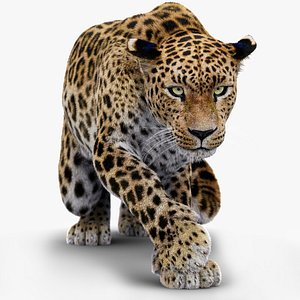 Rigged Leopard 3D Model 3D model