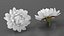 3D Floral Plants Collection 2 model