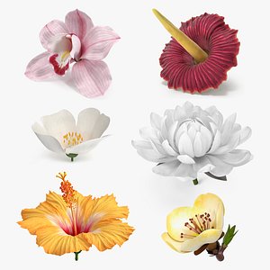 Floral Plants Collection 2