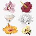 Floral Plants Collection 2