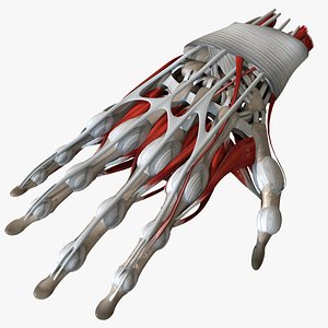 human hand anatomy bones 3D model
