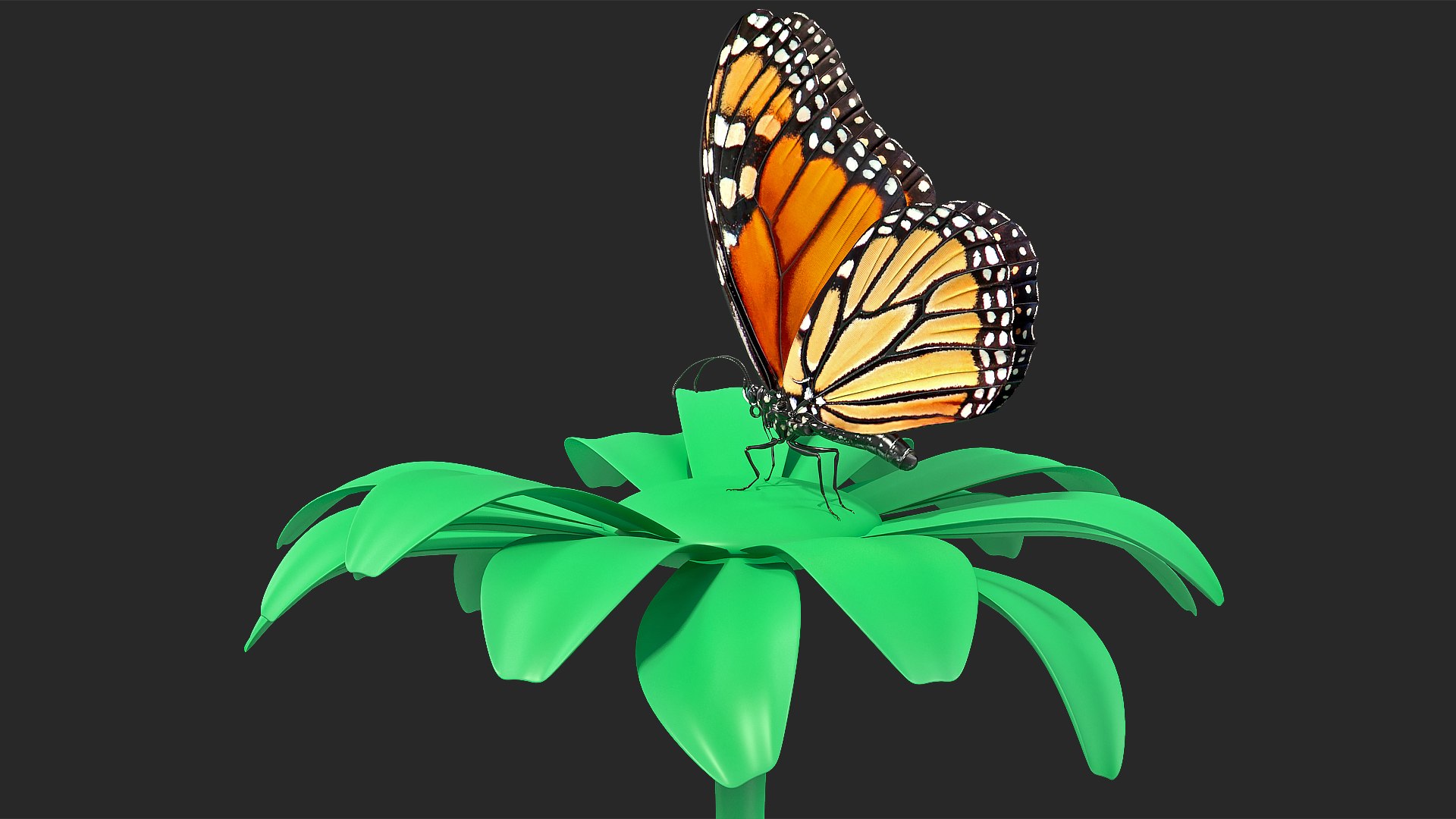 Animated Monarch Butterfly Collects Nectar Rigged 3D model preview