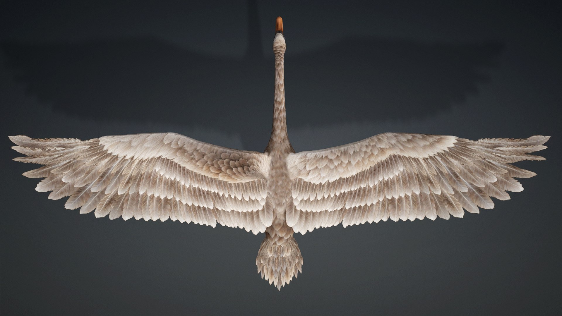 Cygnus-A1 3D https://p.turbosquid.com/ts-thumb/mN/Mn2trl/p8/preview1/jpg/1793328020/1920x1080/fit_q87/04a43a2761a04469aeba5f85edddd10bc92e8519/preview1.jpg