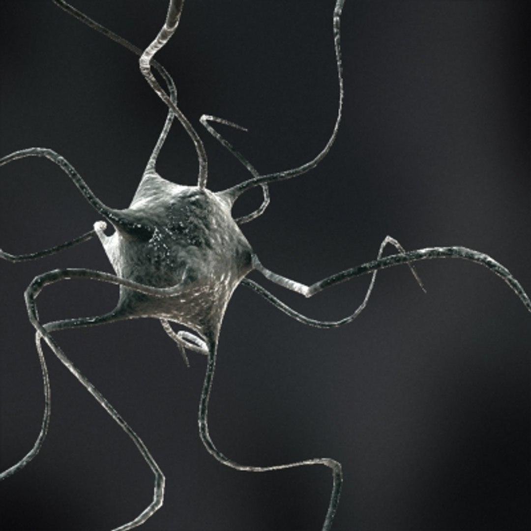 3d model neuron https://p.turbosquid.com/ts-thumb/mN/awQHSs/NZq3ztjV/mic02/jpg/1264596336/1920x1080/fit_q87/9e96c4bd1c610f368e87bfb57f521a5eee37ef54/mic02.jpg