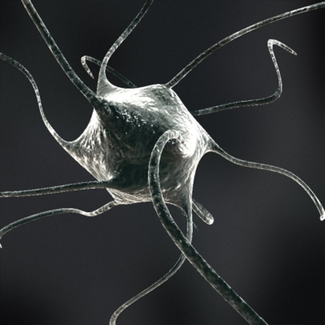 3d model neuron https://p.turbosquid.com/ts-thumb/mN/awQHSs/mdOMivR9/mic04/jpg/1264596348/1920x1080/fit_q87/ab5639eeb9181b0b8e359028b0e66d0e86d8cfd1/mic04.jpg