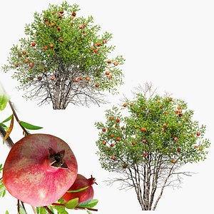 pomegranate tree 3D