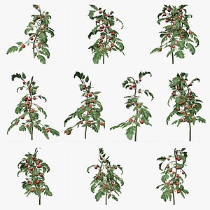 Tomato Plant Collection