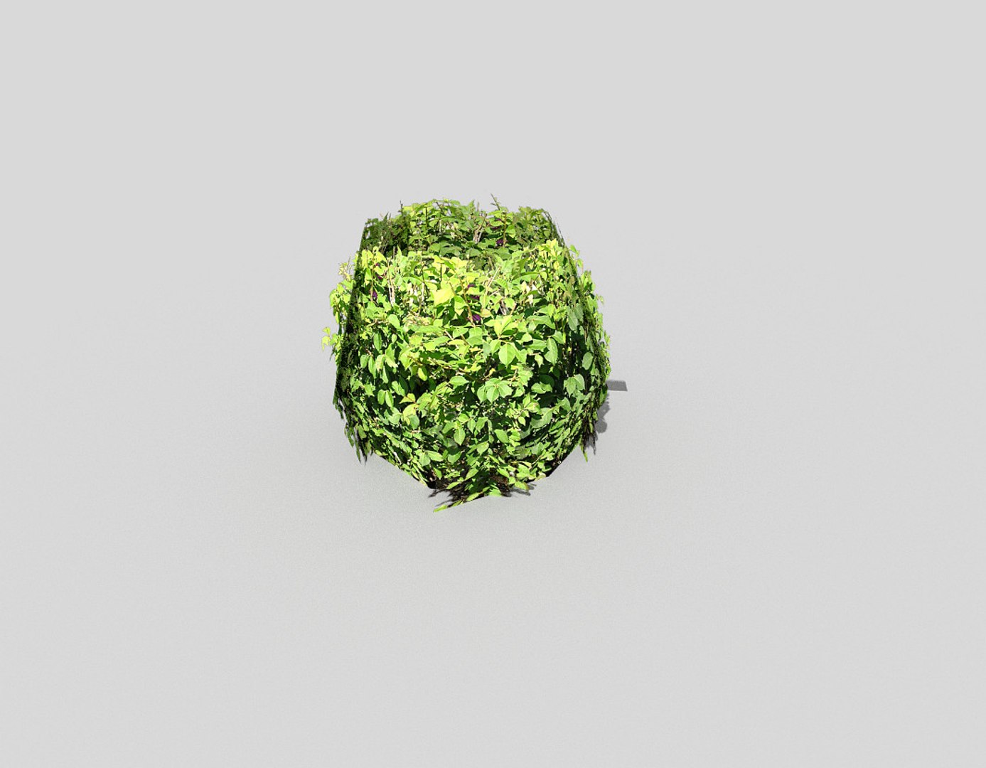 3d Model Shrub