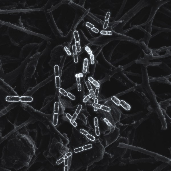 Bacteria 3D Models for Download | TurboSquid