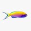 Bartletts Anthias 02
