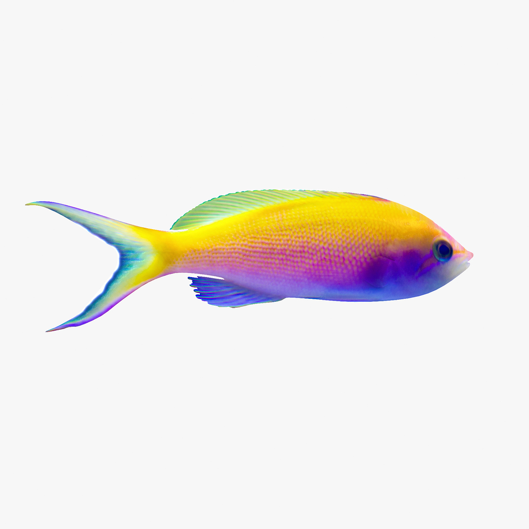 bartlett anthias 3d 3ds https://p.turbosquid.com/ts-thumb/mN/xqaN0H/5lTAvMGz/bartlettsanthias2tt/jpg/1402677530/1920x1080/turn_fit_q99/aa0b60eacfa651b854cfd10cd05825289f239995/bartlettsanthias2tt-1.jpg