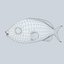 Bartletts Anthias 02