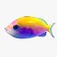 Bartletts Anthias 02