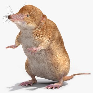 Suncus Murinus Standing Pose 3D model