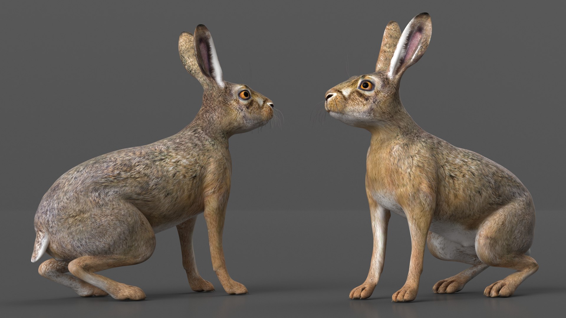 3D Jackrabbit Rigged - TurboSquid 2128330