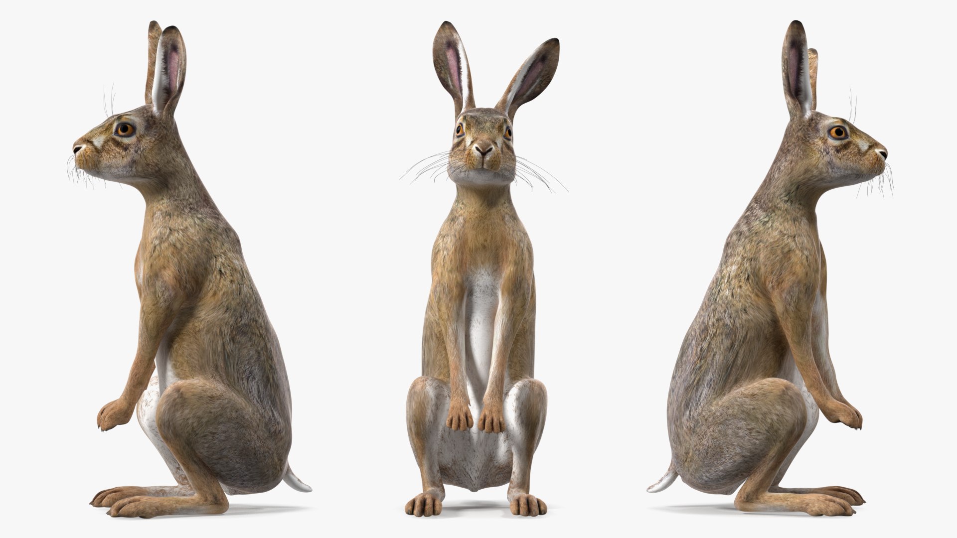 3D Jackrabbit Rigged - TurboSquid 2128330