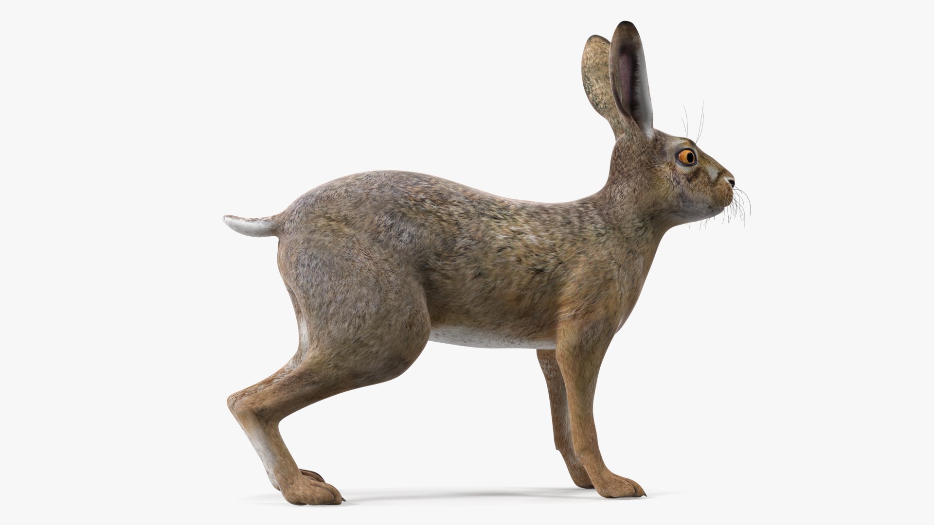 3D Jackrabbit Rigged - TurboSquid 2128330