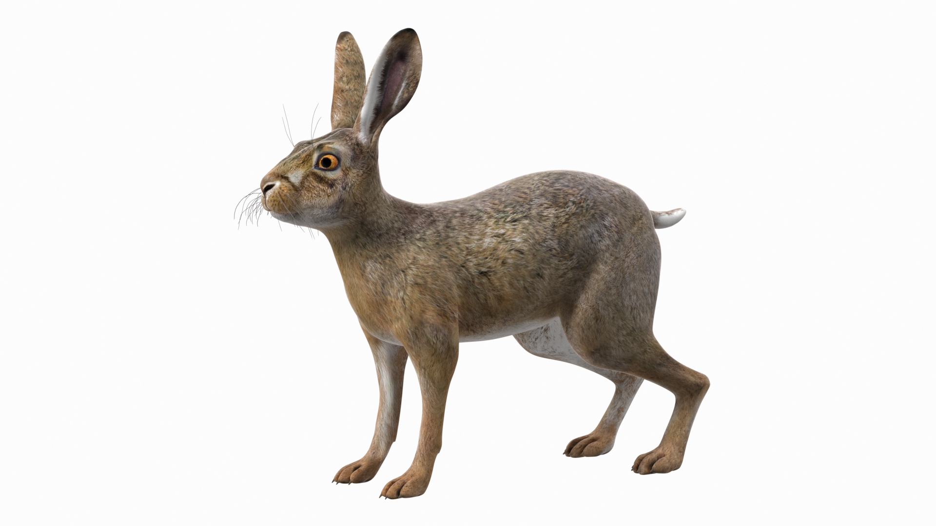 3D Jackrabbit Rigged - TurboSquid 2128330